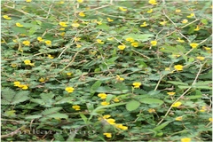 Smithia sensitiva